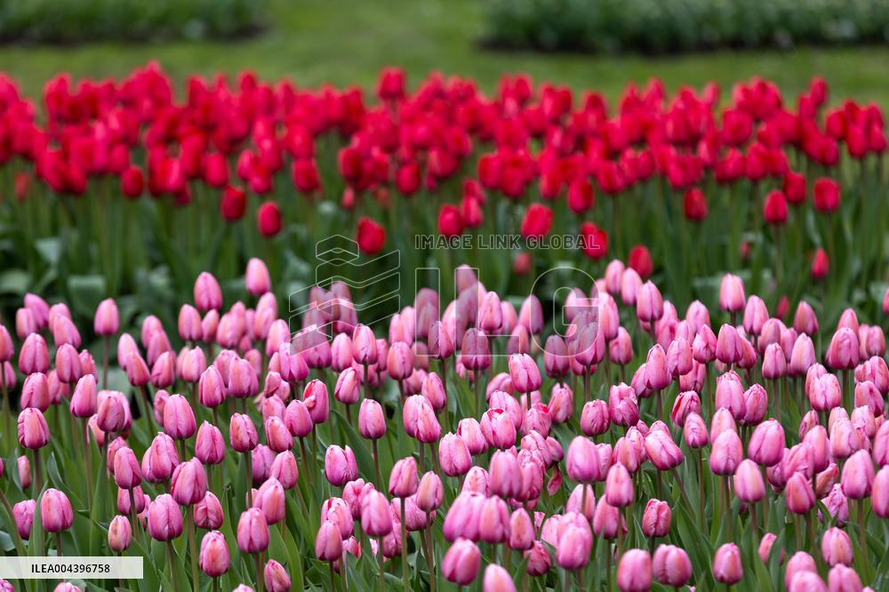 Tulip Festival at Kirna Manor