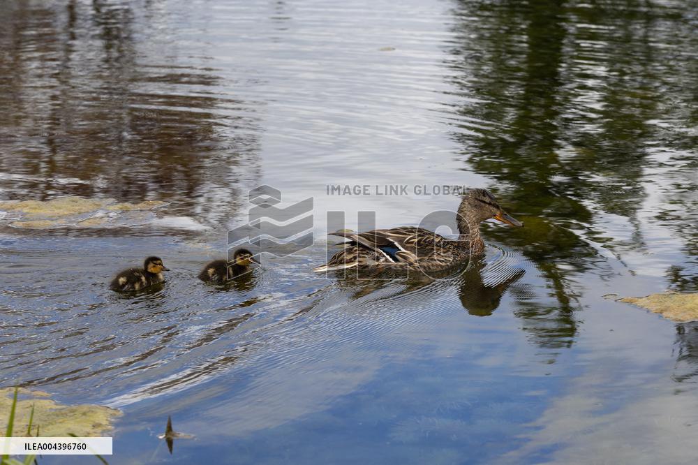 Mother duck swimming with ducklings