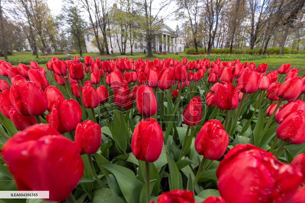 Tulip Festival at Kirna Manor