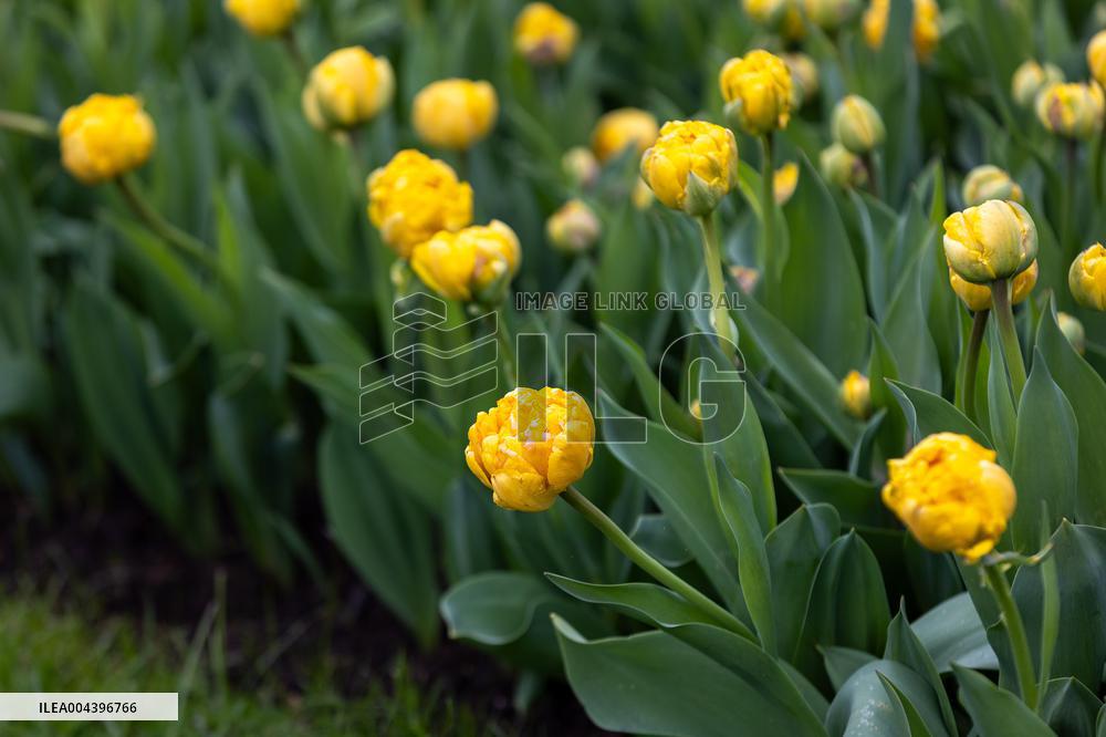 Tulip Festival at Kirna Manor