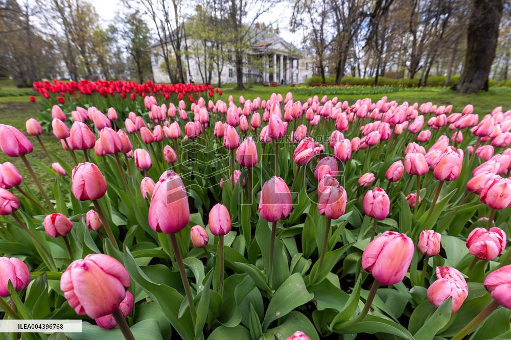 Tulip Festival at Kirna Manor