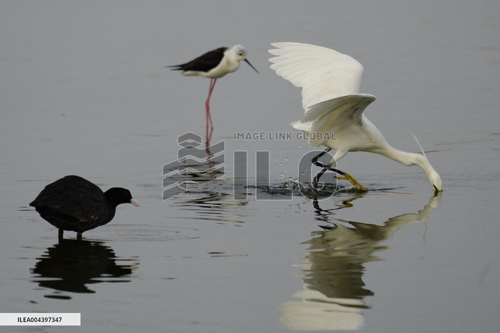 Egret Feeding Illustrations - India