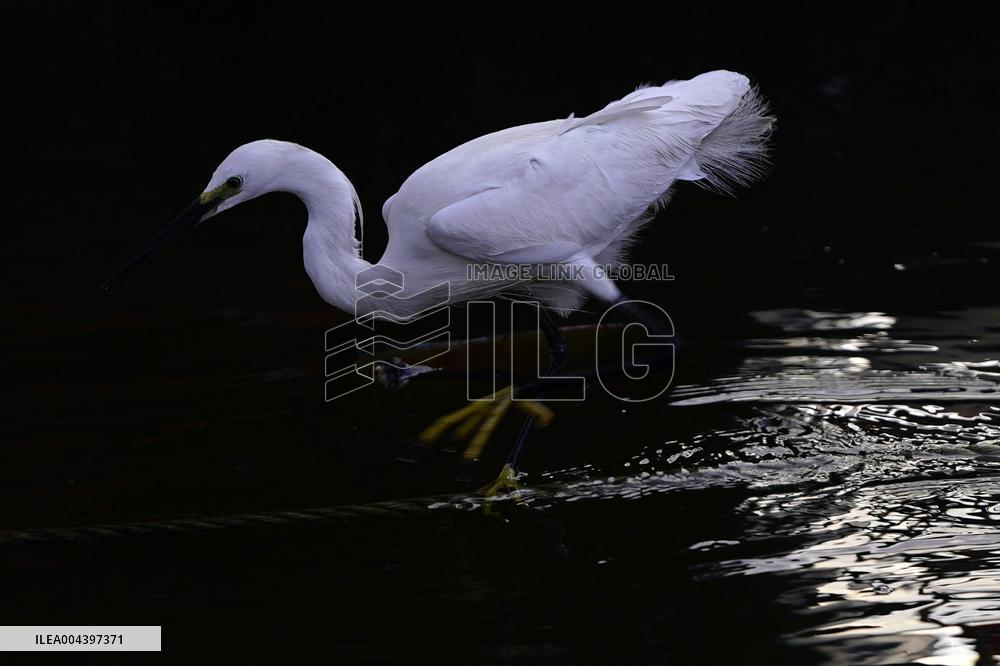 Egret Feeding Illustrations - India