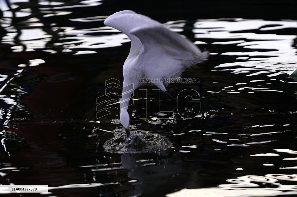 Egret Feeding Illustrations - India