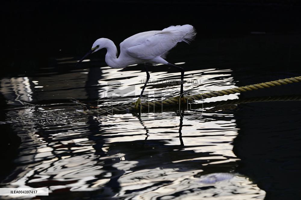 Egret Feeding Illustrations - India