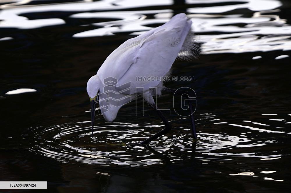Egret Feeding Illustrations - India