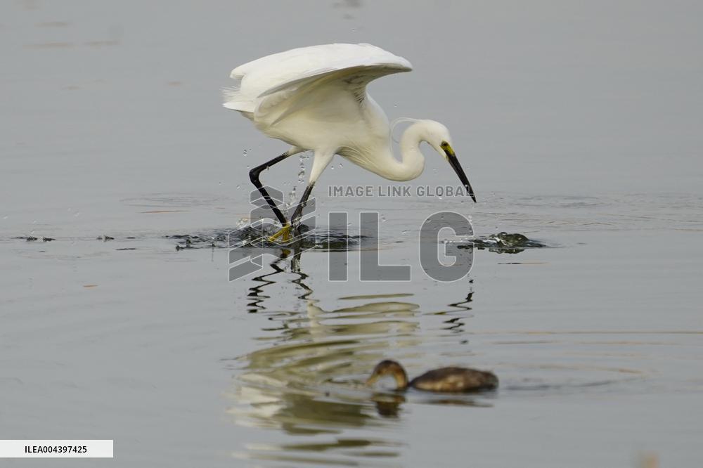 Egret Feeding Illustrations - India