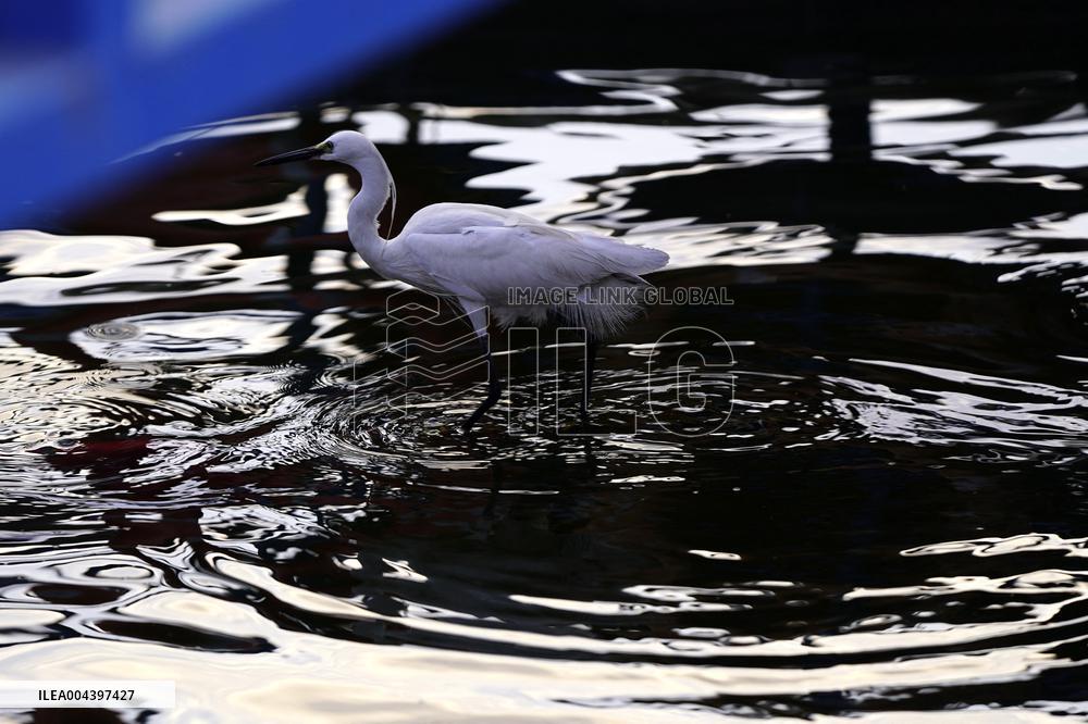 Egret Feeding Illustrations - India