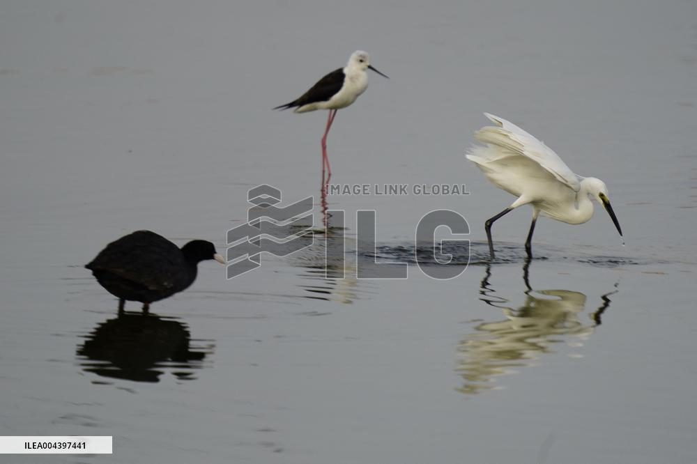 Egret Feeding Illustrations - India