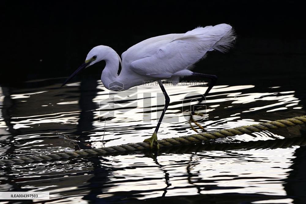 Egret Feeding Illustrations - India