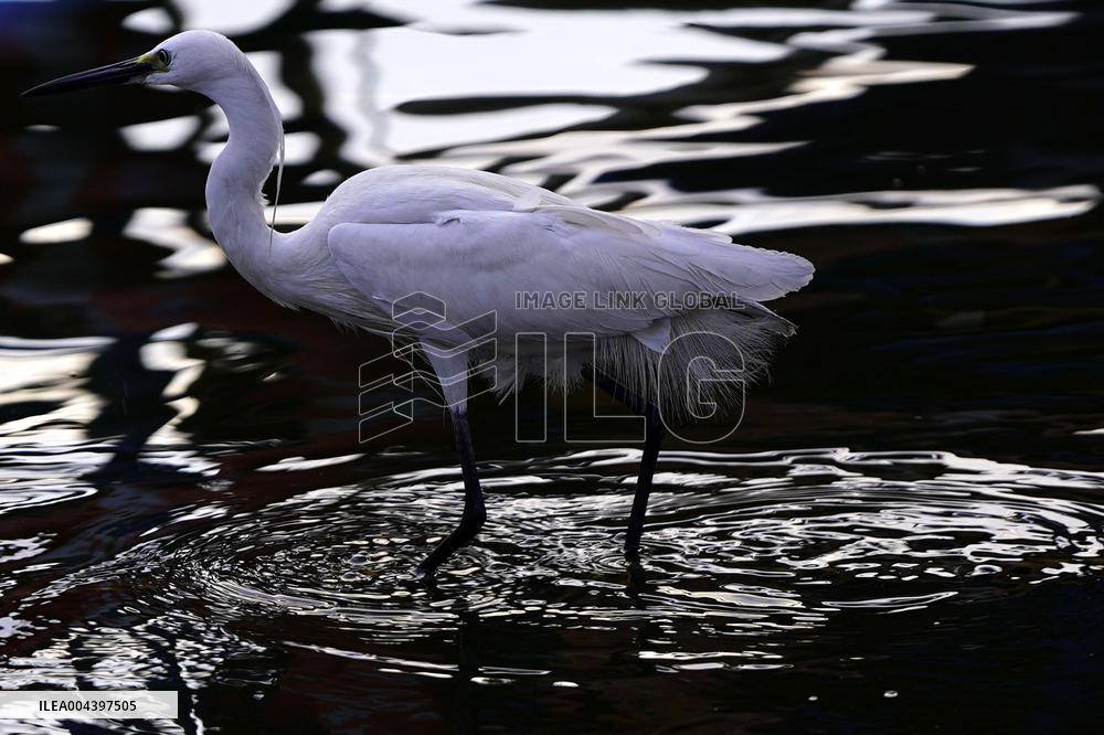 Egret Feeding Illustrations - India