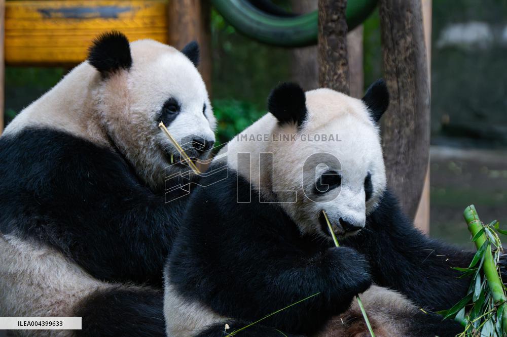 Chongqing Zoo Giant Panda Relaxing