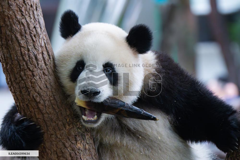 Chongqing Zoo Giant Panda Relaxing