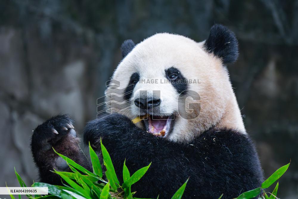 Chongqing Zoo Giant Panda Relaxing