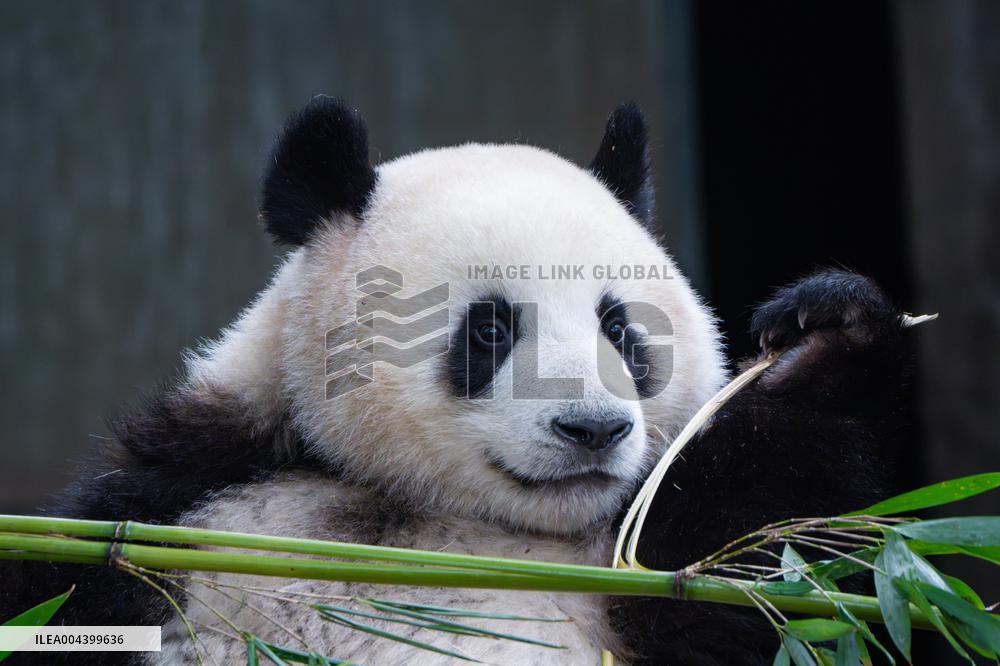 Chongqing Zoo Giant Panda Relaxing