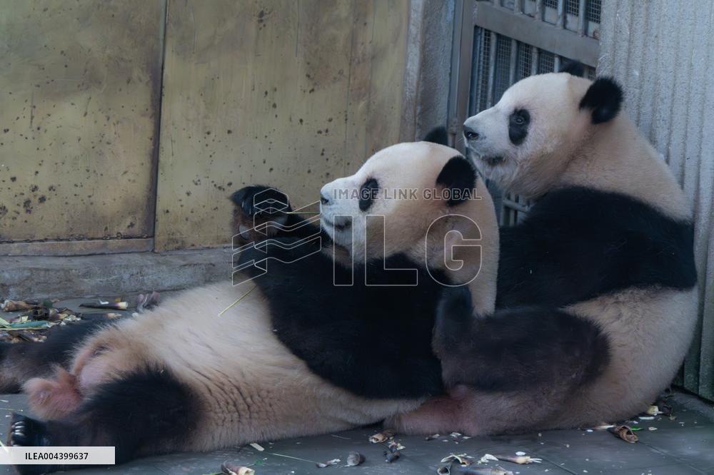 Chongqing Zoo Giant Panda Relaxing
