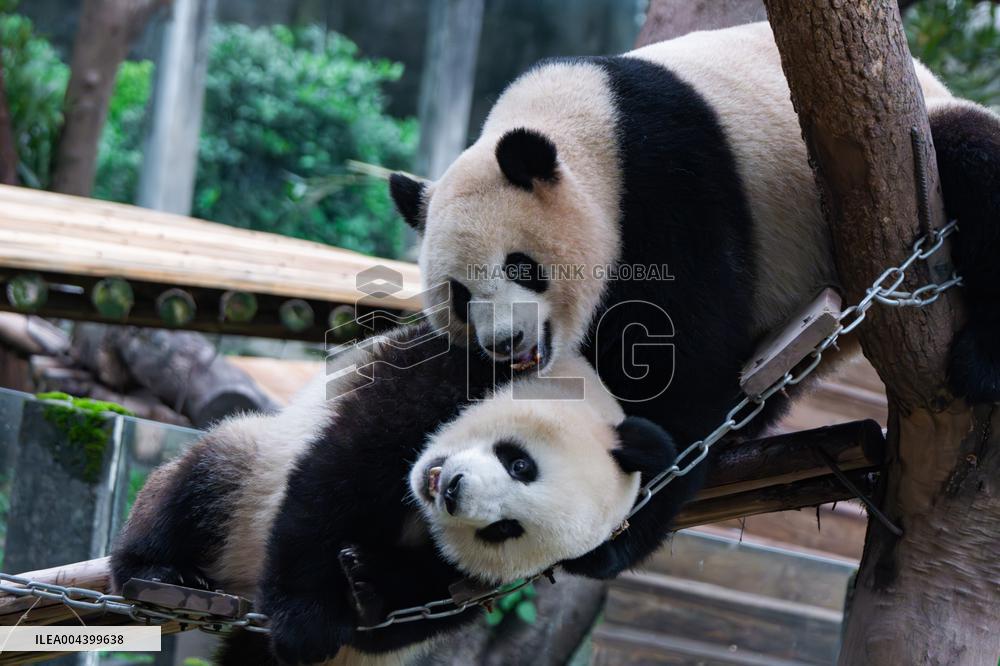 Chongqing Zoo Giant Panda Relaxing
