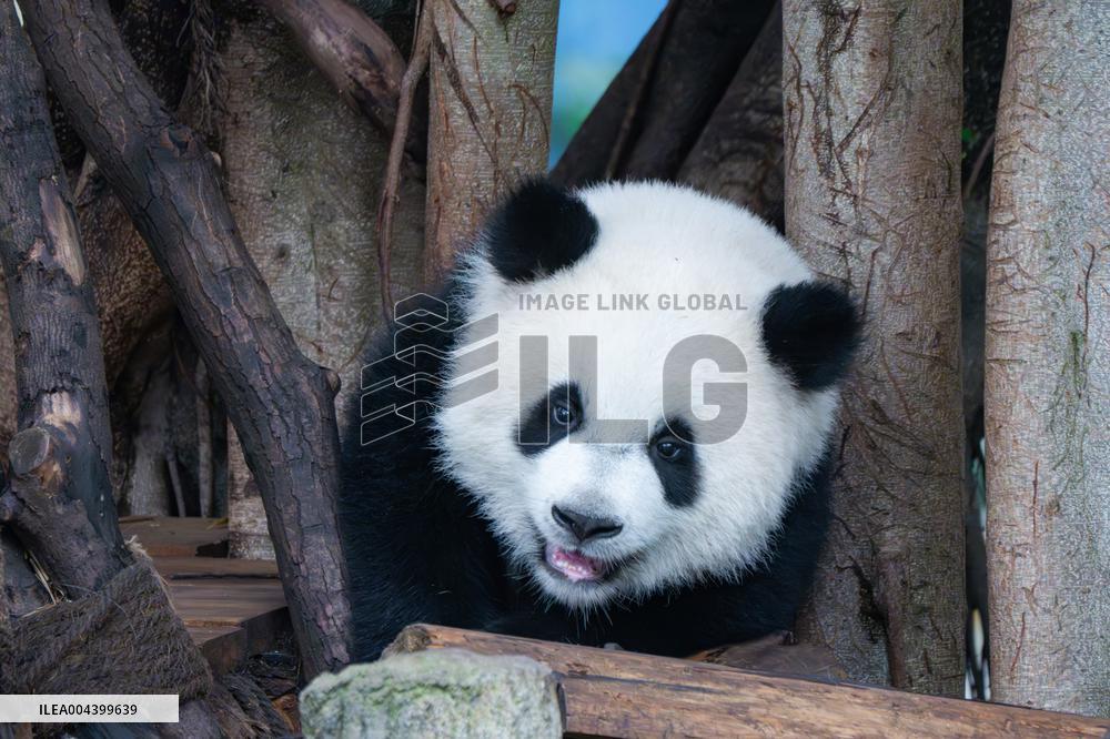 Chongqing Zoo Giant Panda Relaxing