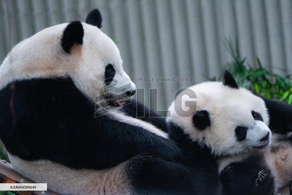 Chongqing Zoo Giant Panda Relaxing