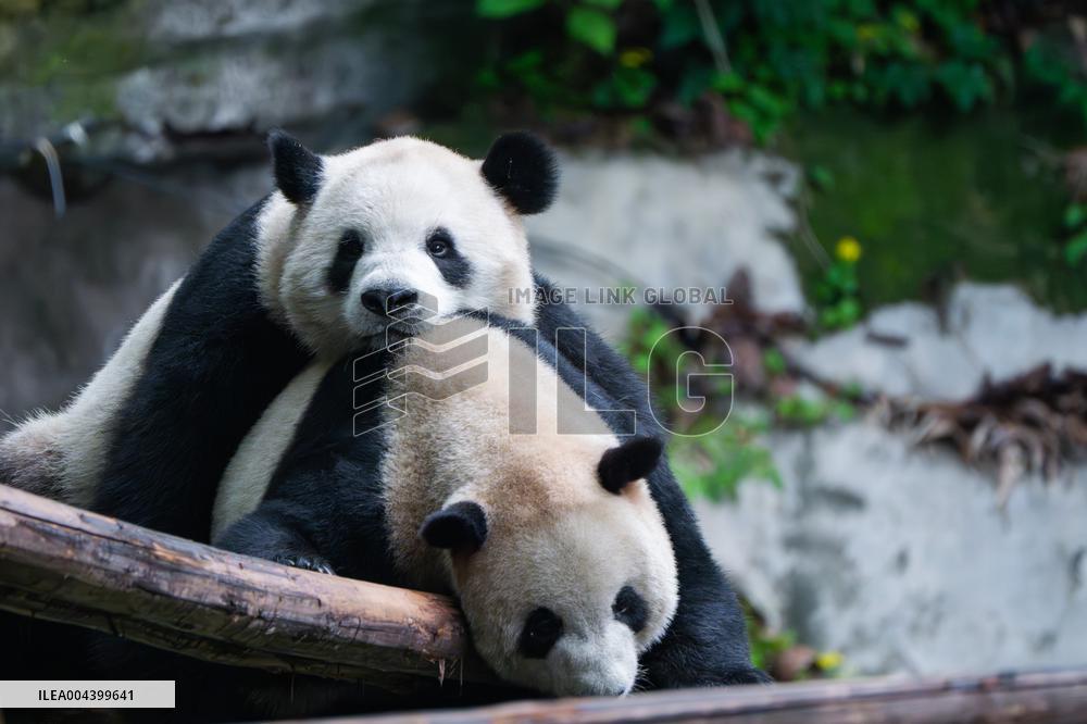 Chongqing Zoo Giant Panda Relaxing