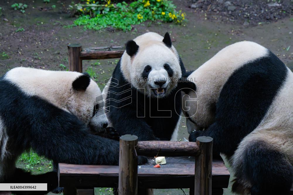 Chongqing Zoo Giant Panda Relaxing