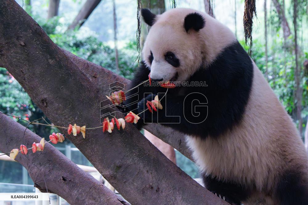Chongqing Zoo Giant Panda Relaxing
