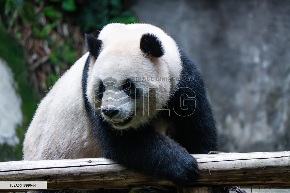 Chongqing Zoo Giant Panda Relaxing