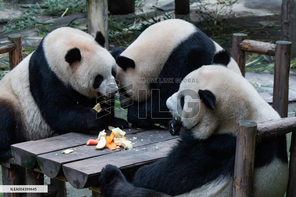 Chongqing Zoo Giant Panda Relaxing