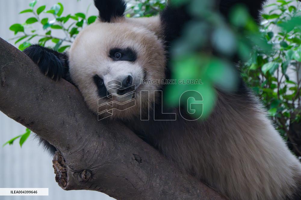 Chongqing Zoo Giant Panda Relaxing