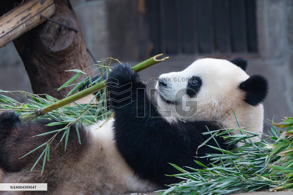 Chongqing Zoo Giant Panda Relaxing