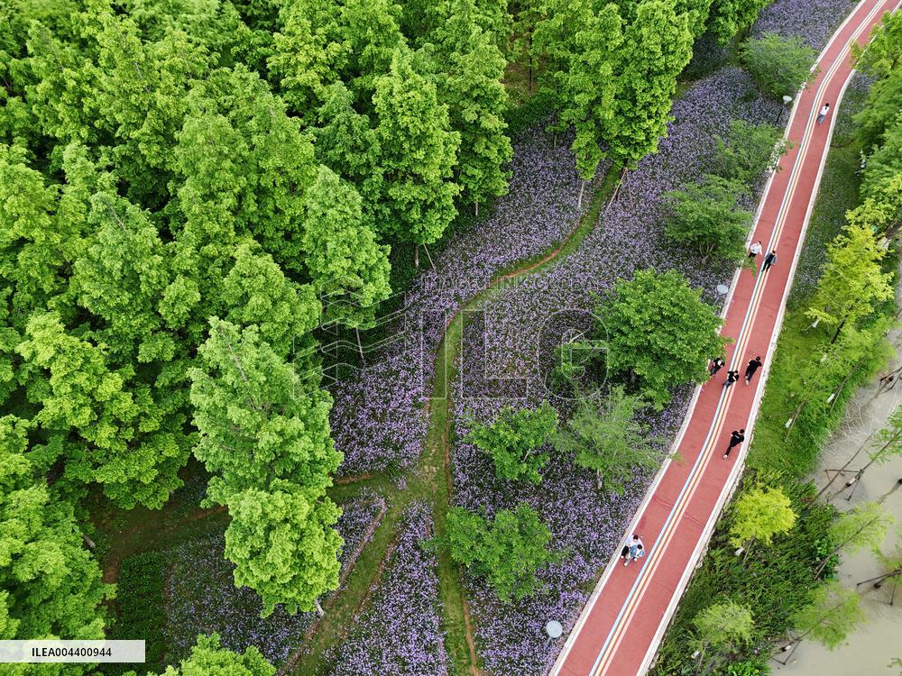 Early Summer Day - China