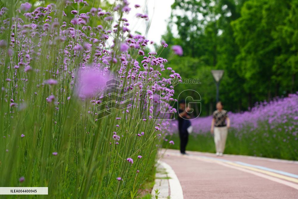 Early Summer Day - China