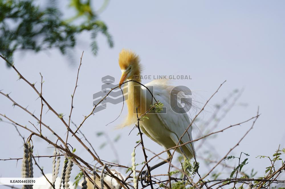 Egrets Building Their Nests - India