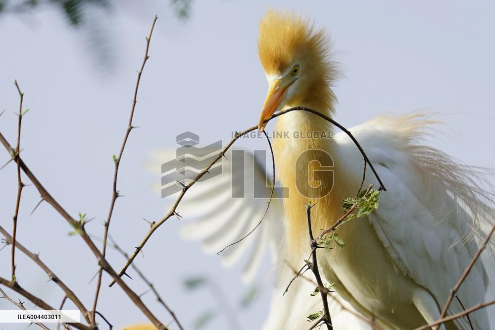 Egrets Building Their Nests - India