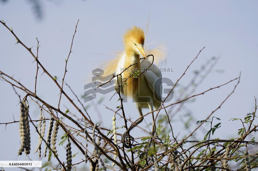 Egrets Building Their Nests - India