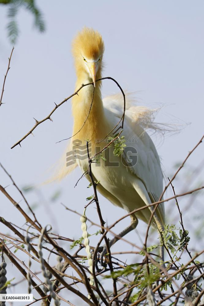 Egrets Building Their Nests - India