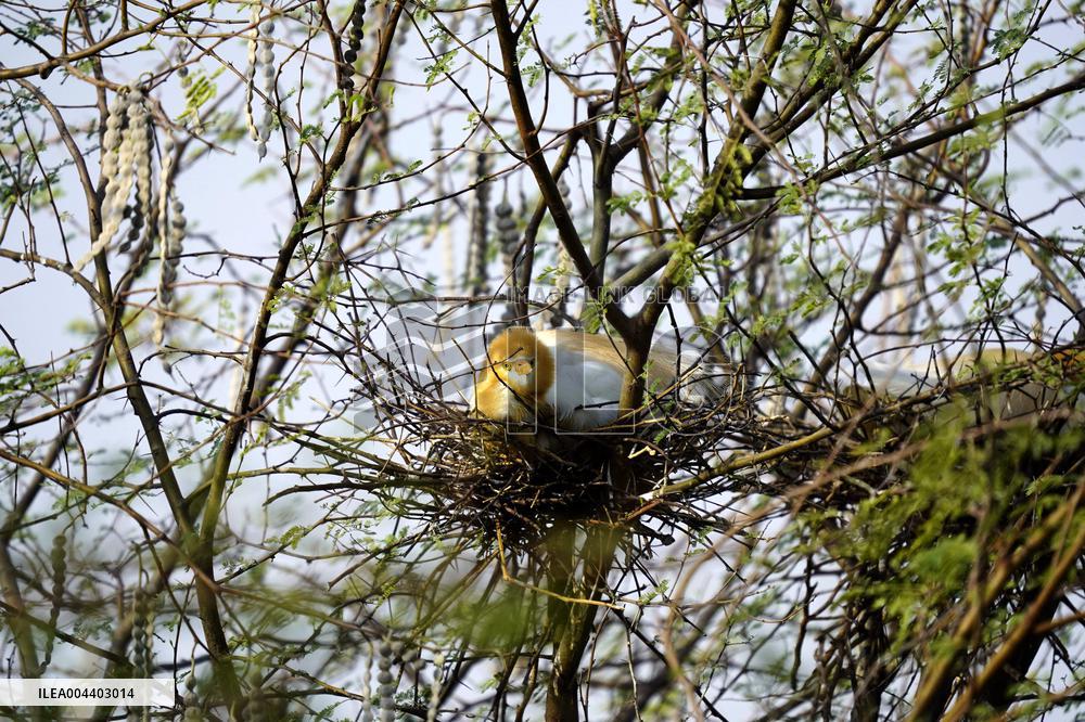 Egrets Building Their Nests - India