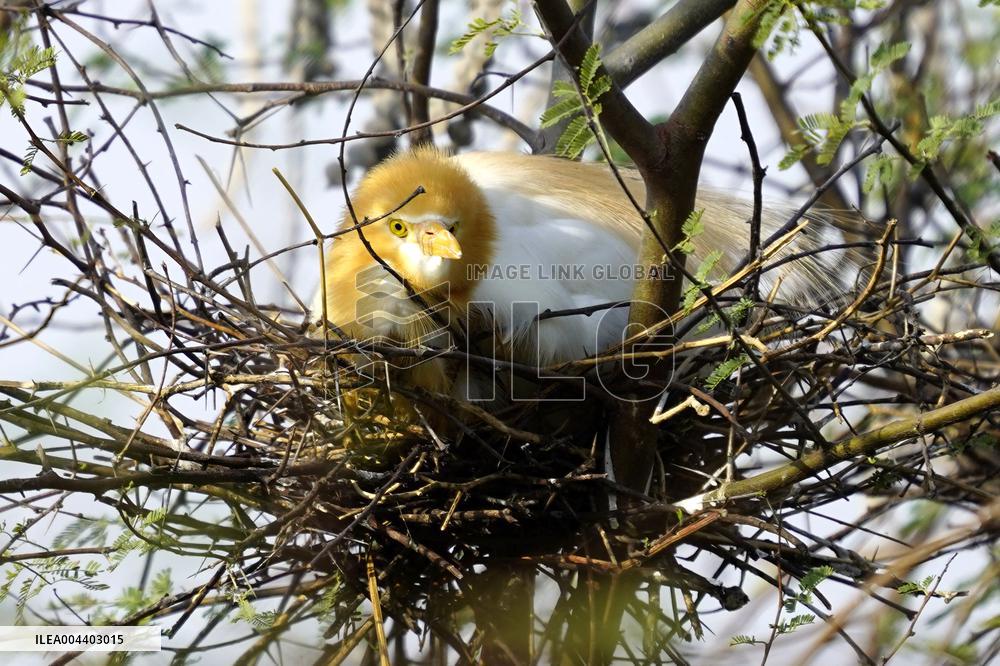 Egrets Building Their Nests - India