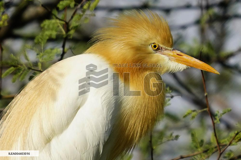 Egrets Building Their Nests - India