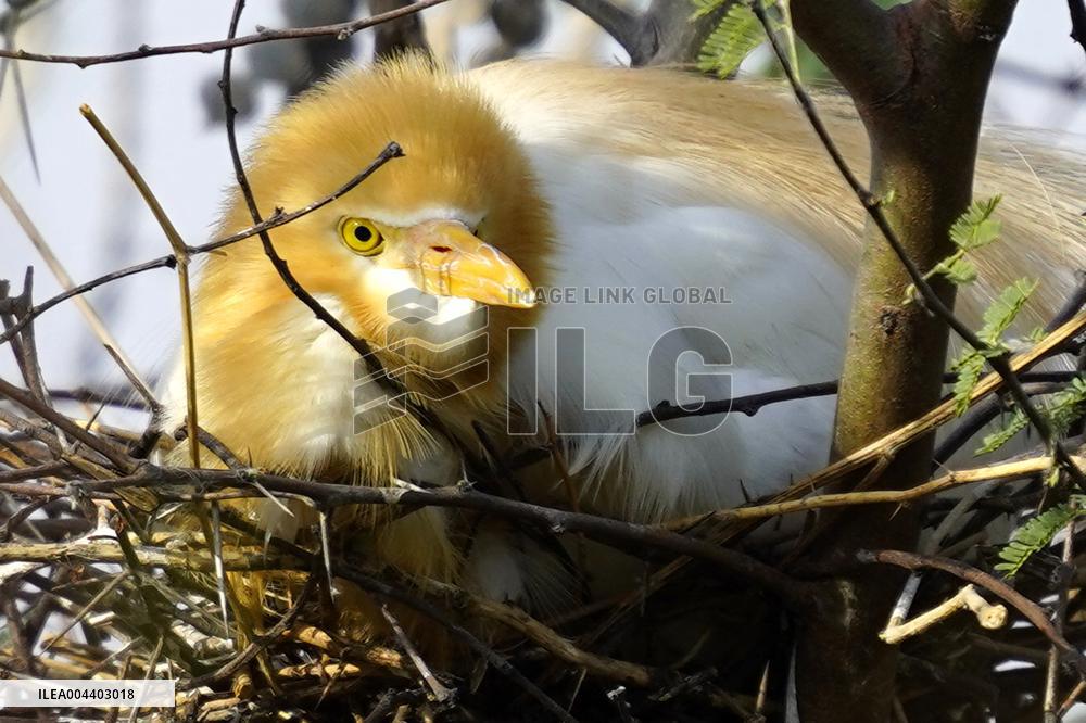 Egrets Building Their Nests - India