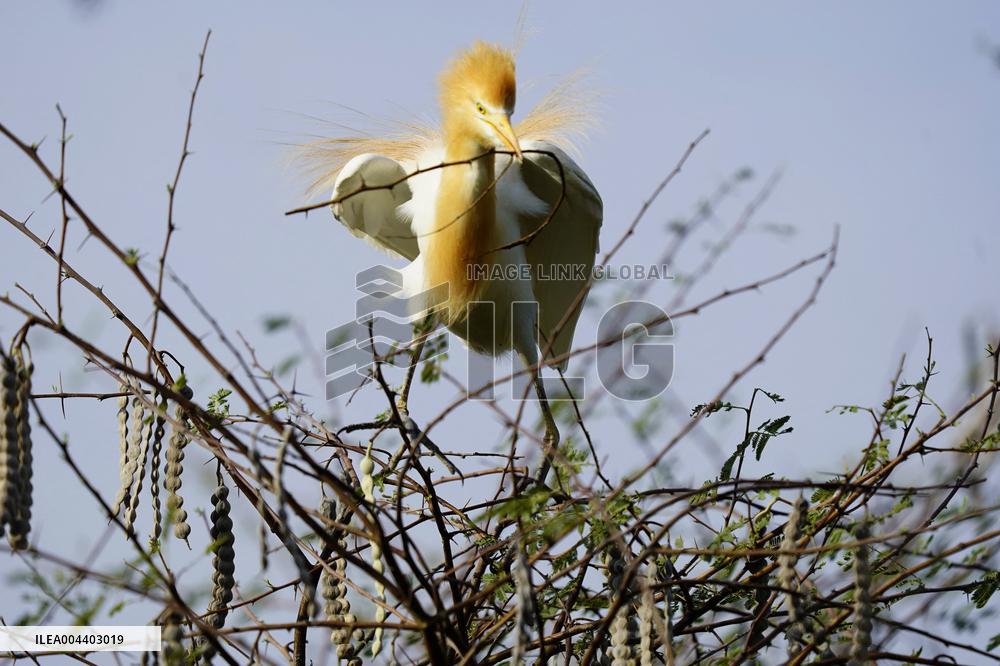 Egrets Building Their Nests - India