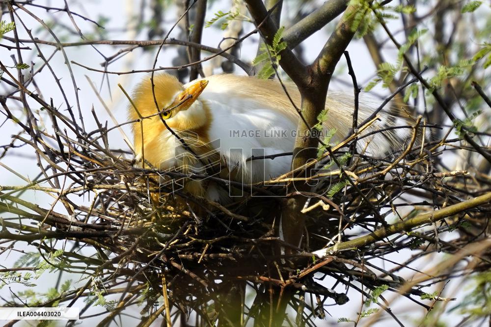 Egrets Building Their Nests - India