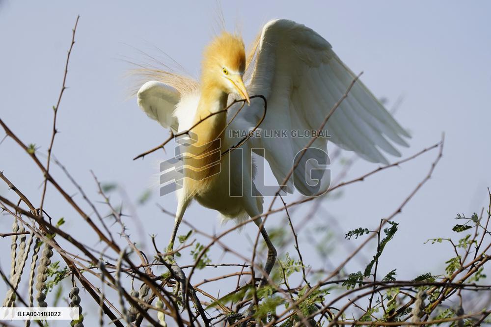 Egrets Building Their Nests - India
