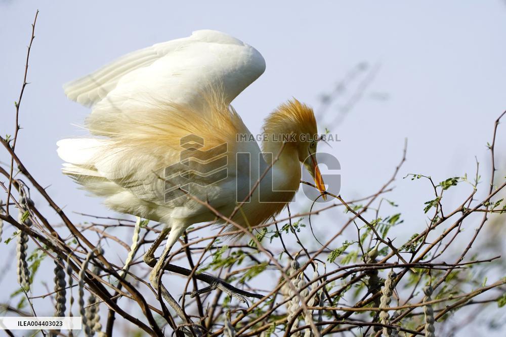 Egrets Building Their Nests - India