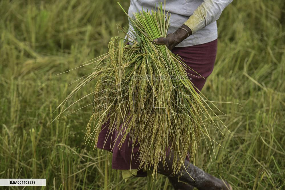 Rice Harvest in Assam - India