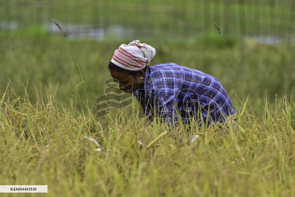 Rice Harvest in Assam - India
