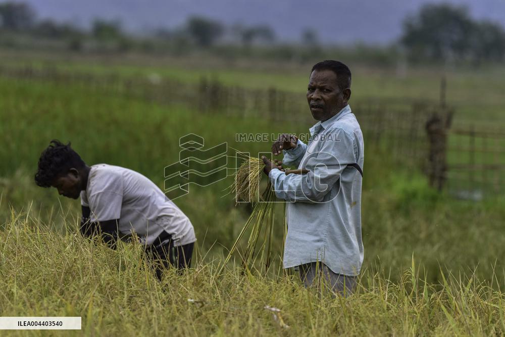 Rice Harvest in Assam - India