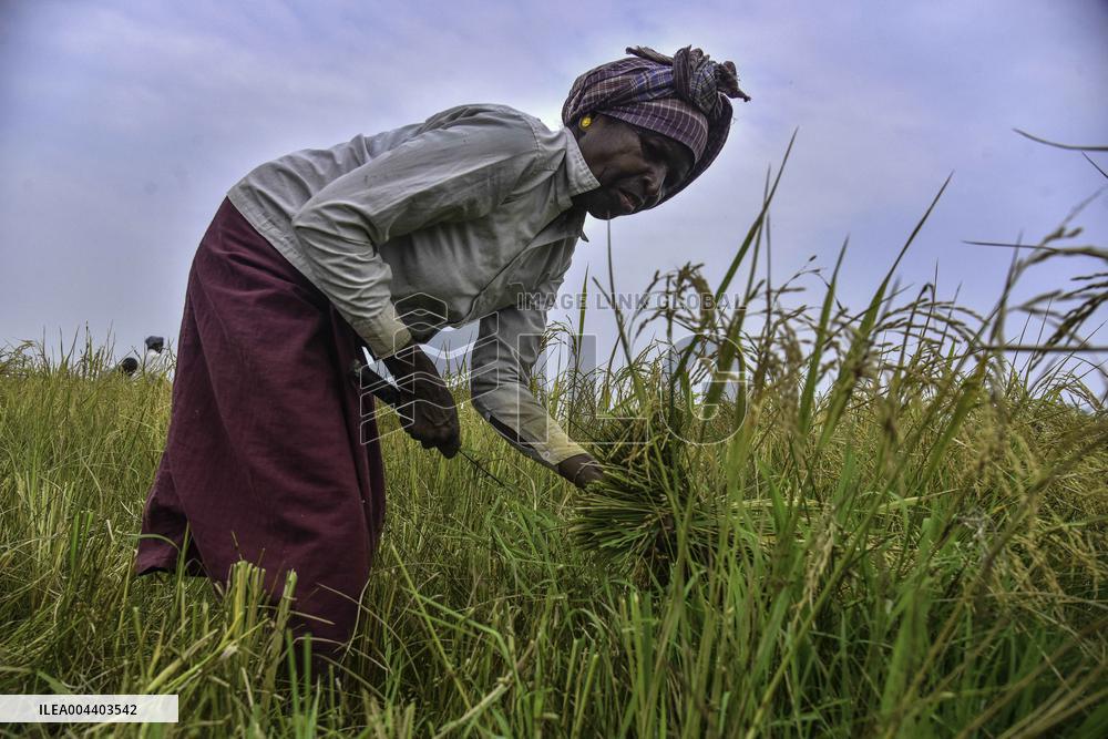 Rice Harvest in Assam - India