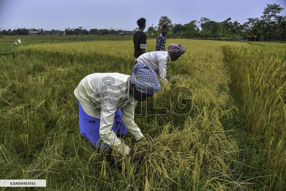 Rice Harvest in Assam - India