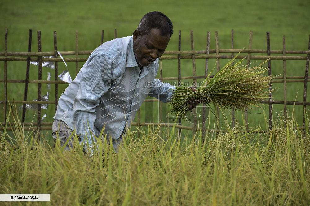 Rice Harvest in Assam - India